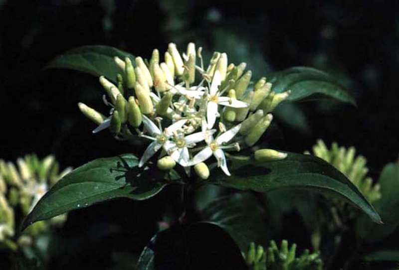 (23300)Cornus sanguinea,fleurs